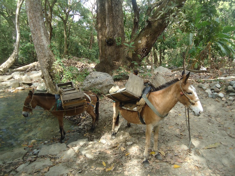Bringing stones from the rivers with mules to the construction sites uphill