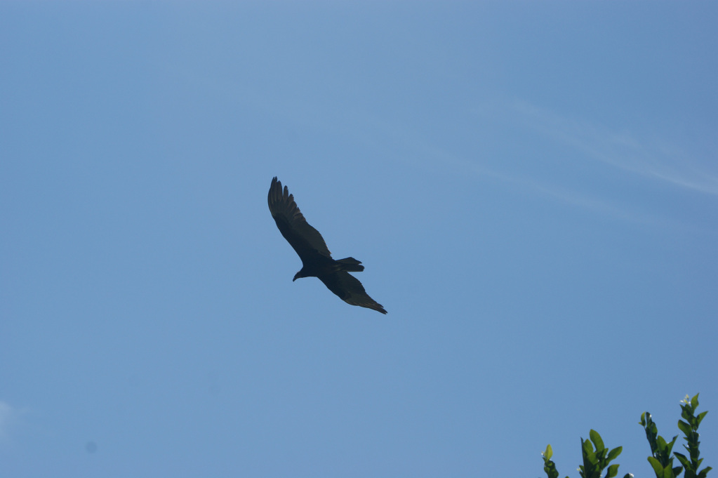 Bird flying above finca carpe diem nature reserve in Colombia