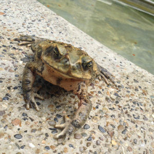 Frog found in Finca Carpe Diem