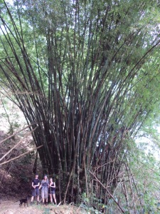 Bamboo on the way between Minca and Paso del mango