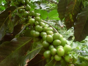 Coffee farm in between Minca and Paso del Mango