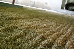Coffee drying in Finca la Victoria