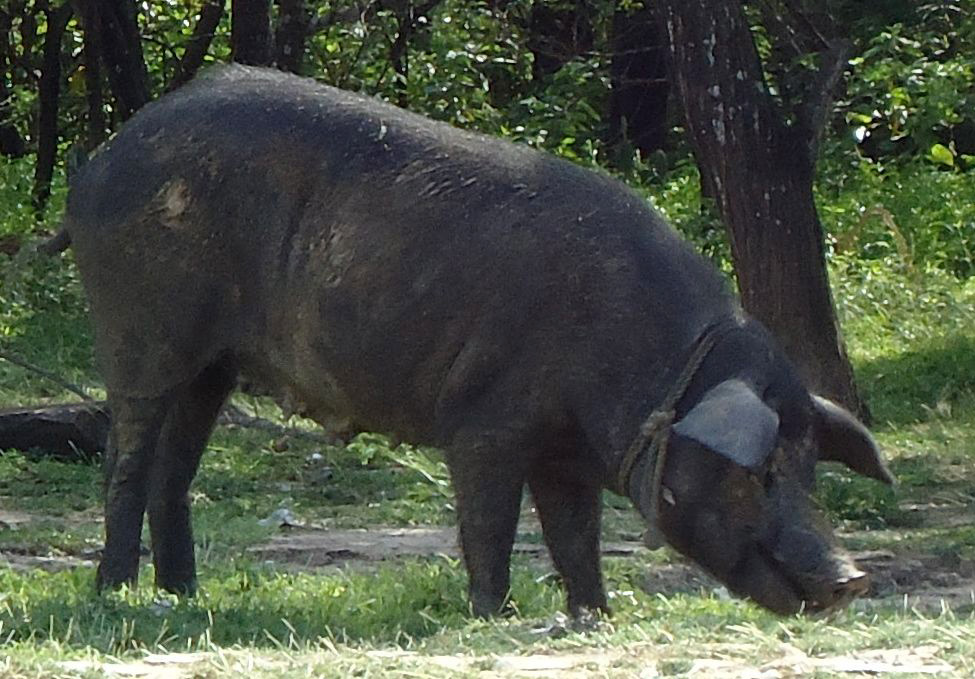 Pig near permaculture base of Finca Carpe Diem