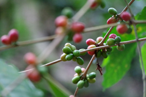 Coffee plants in Finca la Candelaria